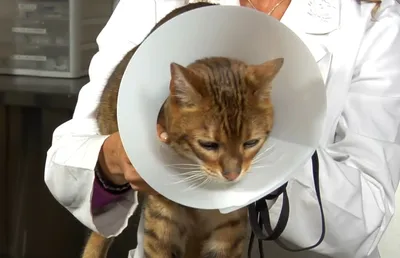 Безопасная кастрация кота и уход за ним после операции