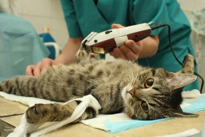 Кастрация кота. Кормление и поведение животного после операции.
