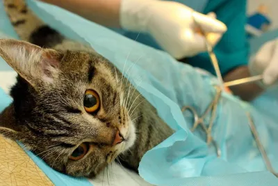 Уход после стерилизации или кастрации за кошками и собаками