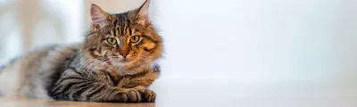 Как ухаживать за котом или кошкой в первые дни после кастрации и  стерилизации - 12 мая, 2023 Статьи «Кубань 24»