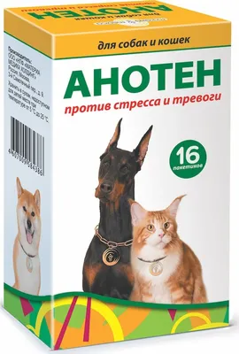 ТОП собак, которые любят кошек - BarberPet