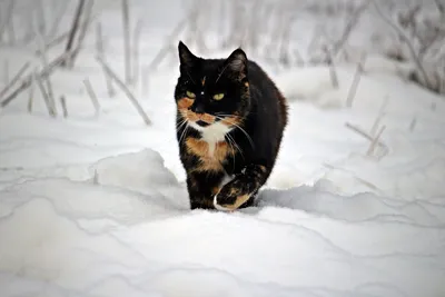 Кошка На Снегу Зимой Фотография, картинки, изображения и сток-фотография  без роялти. Image 13451075