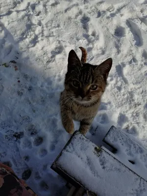 Зимние прогулки с кошкой: когда и кому можно