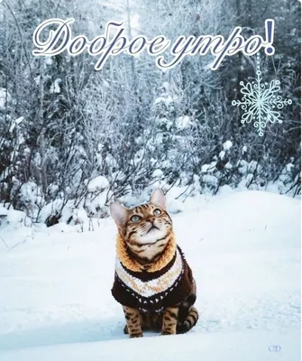 Котик зимой | Зимние картинки, Зима, Рыжий