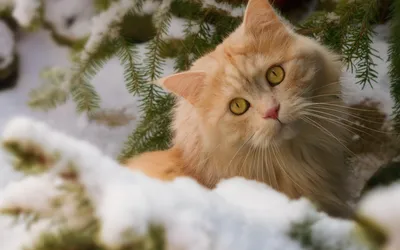 Пин от пользователя Галя Кущнецова на доске зима и осень | Кошки и котята,  Милые котики, Зимние картинки