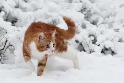 Скачать 1024x768 кот, зима, снег, прыжок обои, картинки стандарт 4:3