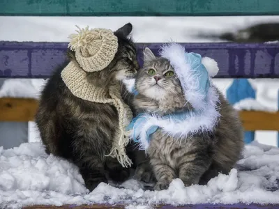 Котики зимой | Эстетика | Красивое амино Amino