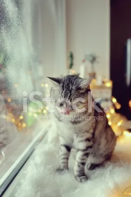 Зимний кот. Хотя скорее кошка #cat #winter #snow #snowdrift #кот #зима  #снег #сугроб | Pets, Animals, Cats