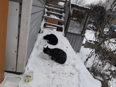 Котик зимой | Милые котики, Кот, Собаки