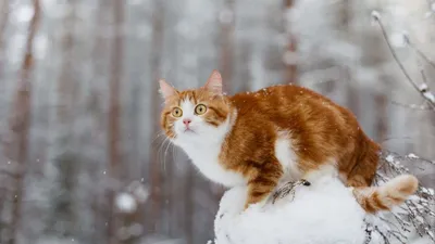 Пригоден ли кошкам в пищу снег? | Пикабу