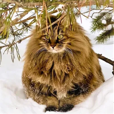 зимой в заснеженном лесу ходит кошка Стоковое Изображение - изображение  насчитывающей ландшафт, немного: 222040725