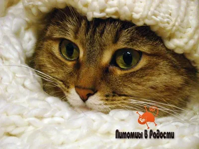 Кот зимой в уютном доме , красиво…» — создано в Шедевруме
