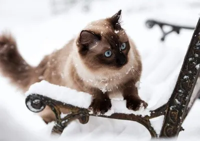Кошки зимой