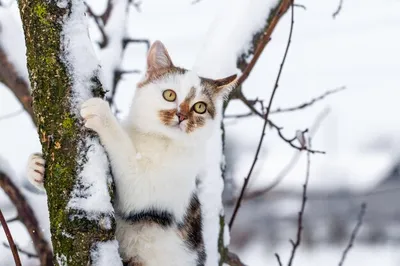 красная кошка зимой. котёнок сидит на снегу. кот замёрз Стоковое  Изображение - изображение насчитывающей природа, млекопитающее: 240303083