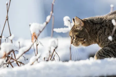 Кошка в лесу зимой - 74 фото