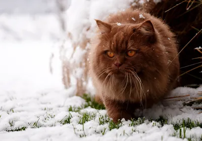 Картина с котом \"Снежок\". Зимний кот, кот под снегом, котик купить в  интернет-магазине Ярмарка Мастеров по цене 2500 ₽ – S8U7WBY | Картины,  Самара - доставка по России