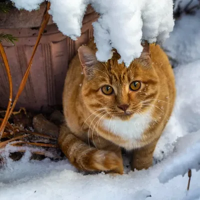 Котик зимой» — создано в Шедевруме