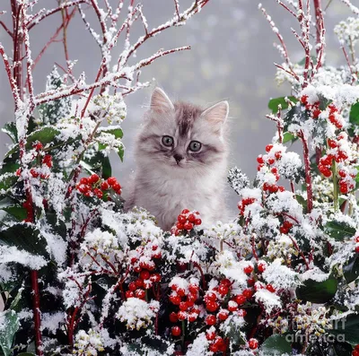 Рыжий кот зимой в снегу обои на рабочий стол - Qapper.ru