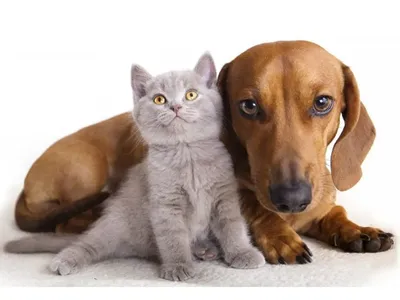 Как подружить кошку и собаку: пошаговая инструкция с советами экспертов