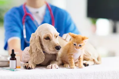Вирусные инфекции собак и кошек | Доктор ВЕТ