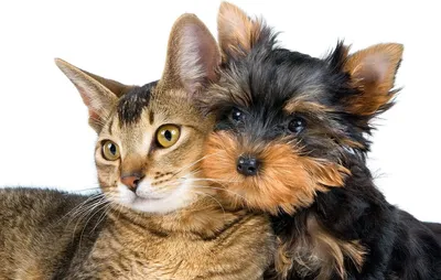 7 болезней передающиеся человеку от кошек и собак: глисты, чесотка, лишай,  токсоплазмос, бешенство и прочие | Ямал-Медиа