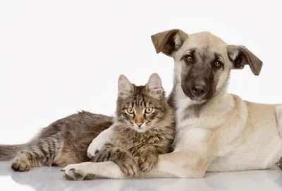 Кошки против собак: Месть Китти Галор, 2010 — описание, интересные факты —  Кинопоиск