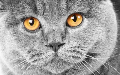 Особенности британских кошек: что нужно знать ответственным хозяевам -  Зоомагазин MasterZoo