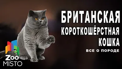 Британская короткошерстная: фото, описание породы и характера | WHISKAS®