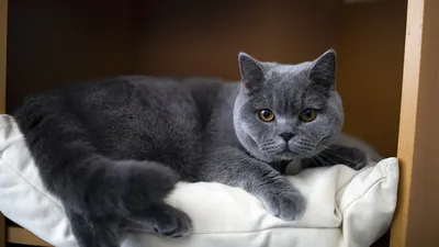 Британский кот: особенности характера и темперамента
