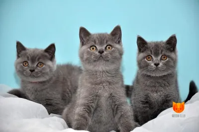 Британская короткошёрстная - Все о породе кошки | Кошка породы - Британская  короткошёрстная - YouTube