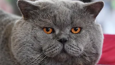 Уход за британской кошкой | Питомник британских кошек Wonder-Plush | Москва