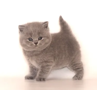 Добро пожаловать на сайт - Питомник британских кошек Arletta British