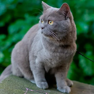 Играть 2 серый котов британцев Shorthair Стоковое Изображение - изображение  насчитывающей вполне, шерсть: 92484375