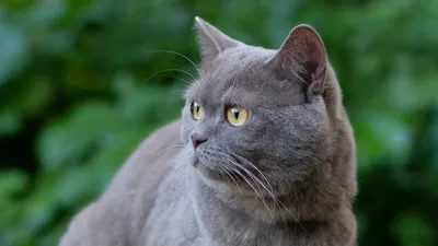 Британия собиралась истребить всех домашних кошек из-за COVID-19 - РИА  Новости, 02.03.2023
