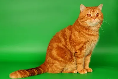 Британская короткошерстная - «Мой карликовый кот-британец! Расскажу плюсы и  минусы породы и что делать, если ваш кот не растет))» | отзывы