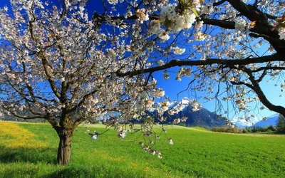Красивая природа весной (56 фото) - 56 фото