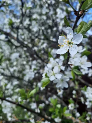 Красивая природа весна - фото и картинки: 64 штук