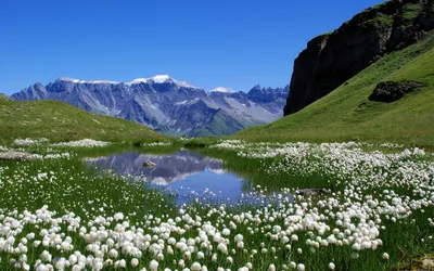 Картинки природа, весна, красиво, горы, цветы - обои 1920x1200, картинка  №129520