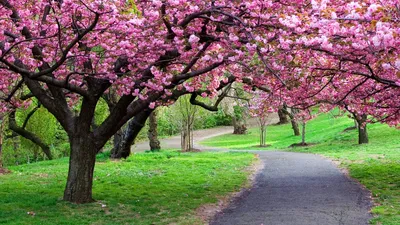 Картинки природа, весна, макро фото тема, цветение, красиво - обои  1280x1024, картинка №136500