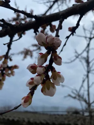 Цветущ - зацветая вишневое дерево, красивая природа весной Стоковое  Изображение - изображение насчитывающей весна, свеже: 112566427