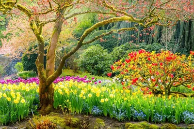 красивые обои с деревьями, весеннее время красиво, природа весенние  картинки, весна фон картинки и Фото для бесплатной загрузки