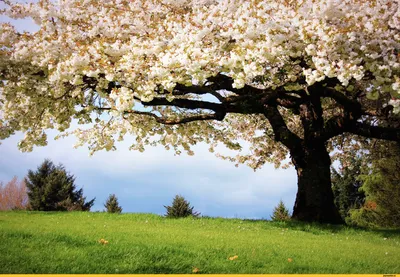 Красиво весна приходит,но не спешит | Пикабу