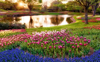 обои : природа, весна, цветы, Нидерланды, Тюльпаны 2560x1600 - Hanako -  1897417 - красивые картинки - WallHere