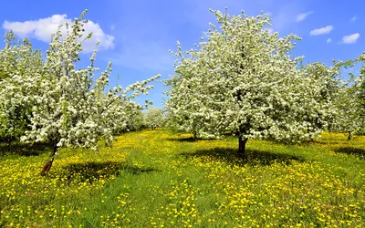 Белые цветы распускаются на дереве весной. Красивые цветы на ветках дерева  в апреле. Пробуждение природы весной. Stock Photo | Adobe Stock