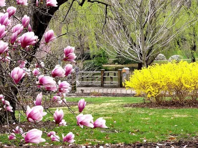 Красивая природа весной, цветущ фруктовое дерево и голубое небо Стоковое  Фото - изображение насчитывающей промахов, завод: 142543768