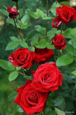 Фото красивые цветы розы фотографии