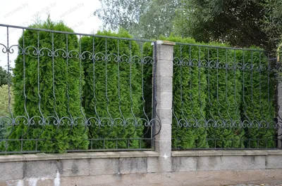 Красивые кованые заборы и ограды (ID#204200777), купить на Prom.ua