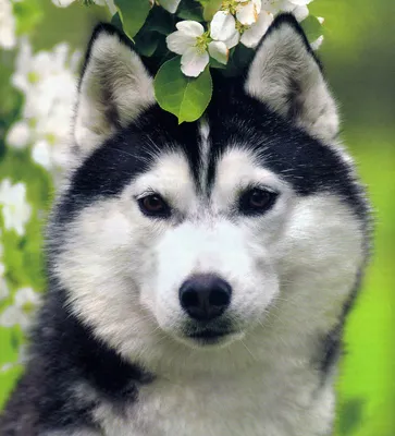 Красивая собака хаски в парке :: Стоковая фотография :: Pixel-Shot Studio