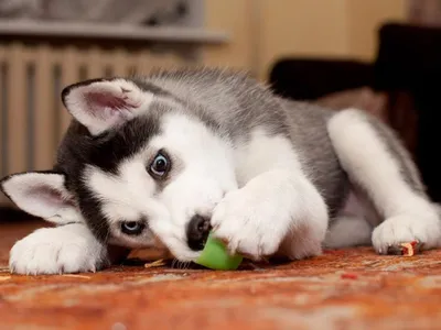 Названы 20 самых красивых пород собак | Рейтинг - Питомцы Mail.ru