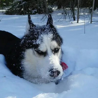 Dog and sofa husky | Собаки, Хаски, Диван